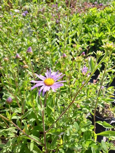 Aster gawędka sadzonka do każdego ogródka na Arena.pl