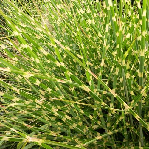 Miskant chiński STRICTUS Centkowana trawa Pionowy pokrój Sadzonki na Arena.pl