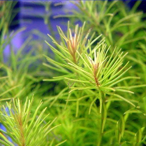 Zestaw roślin łatwych w uprawie 3 plany + GRATIS na Arena.pl