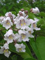 P9 SURMIA KATALPA BIAŁOKWIATOWA 50-60 CM. KRZEWY24