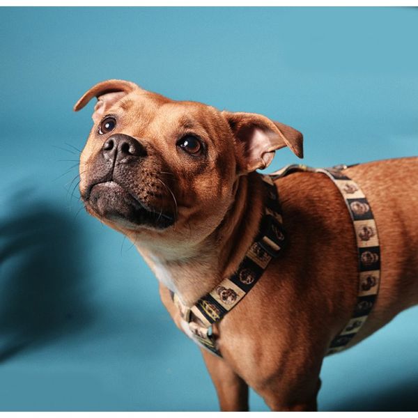 Szelki Superdog, czaszki, rozmiar M zdjęcie 2