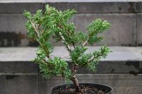 Jałowiec chiński Shimpaku - Juniperus chinensis 0035