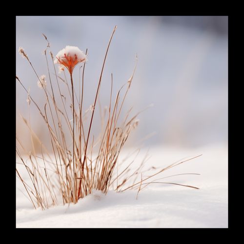 Plakat 20x20cm Zima w Detalach na Arena.pl
