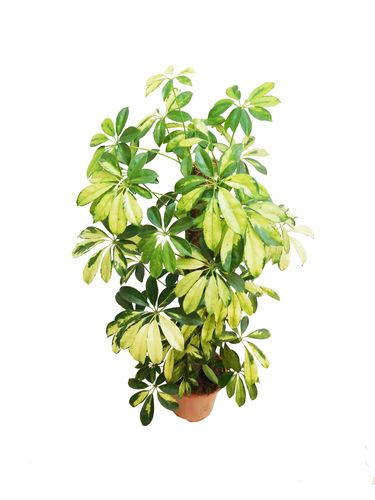 SZEFLERA TRINETTE 80cm na Arena.pl