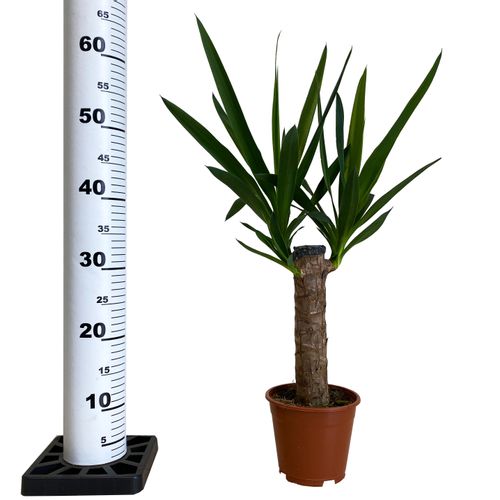 JUKA JUKKA (JUCA YUCCA) 60cm na Arena.pl