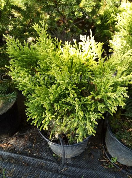 Jałowiec płożący Limeglow wrzosowisko skalniak zdjęcie 5