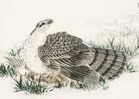 Plakat 35x25cm  Hawk-Eagle, Kashu Japoński Vintage do Salonu