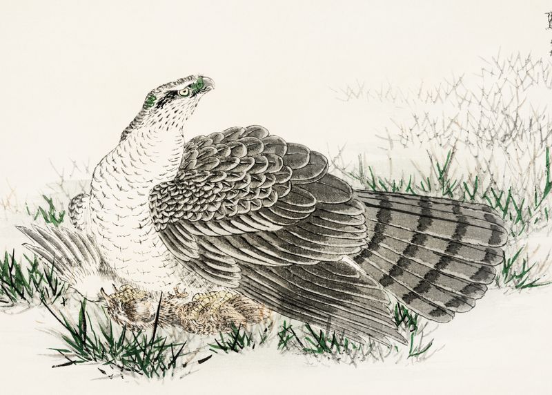Plakat 35x25cm  Hawk-Eagle, Kashu Japoński Vintage do Salonu zdjęcie 1