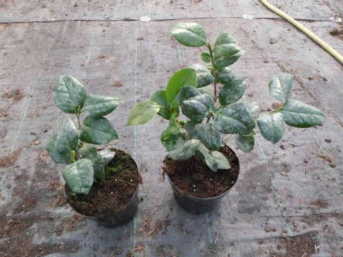 Camellia camelia kamelia czerwona C2 na Arena.pl