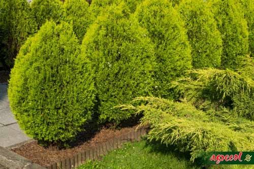 Nawóz do iglaków 1,2kg na Arena.pl