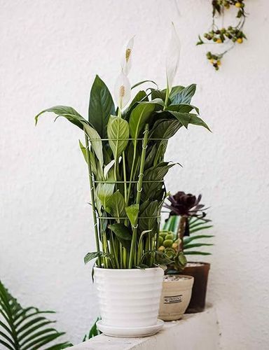 Podpórki dla roślin stal nierdzewna 3szt na Arena.pl