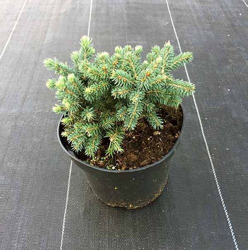 Świerk Waldbrunn C2 na Arena.pl