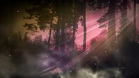 FOTOTAPETA Widok Las we mgle nocą drzewa 380x256