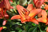 Lilia azjatycka Abbeville`s Pride - Lilium asiatic