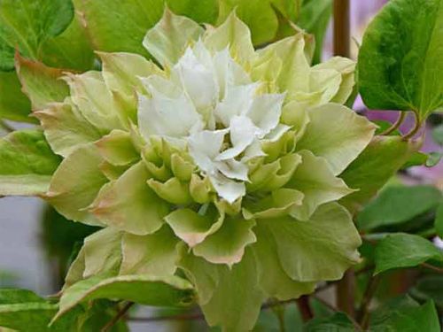 Powojnik Clematis Midori C2 E na Arena.pl