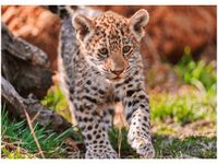 50X70CM MAYRA TAMBAKO THE JAGUAR OBRAZ POKOJU DREWNINE