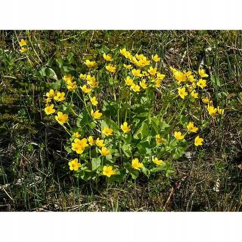 Roundup 360 SL Plus 5l glifosat, herbicyd, perz na Arena.pl