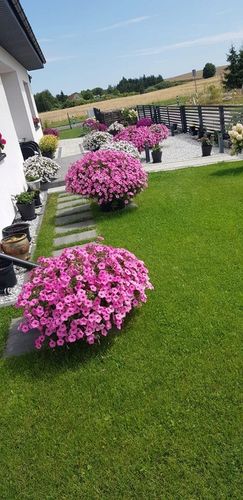 SUPERTUNIA VISTA BUBBLEGUM 6 SZTUK na Arena.pl