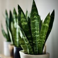 SANSEVIERIA 'BLACK CORAL' piękne ciemnozielone pasy Sansewieria rozmiar S