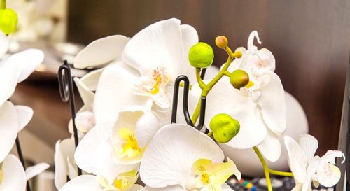 PODPÓRKA DO STORCZYKÓW PODPORA ROŚLIN 10szt 50cm na Arena.pl