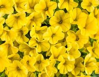 Million Bells True Yellow Calibrachoa kolor żółty