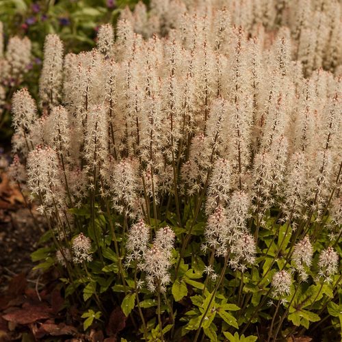 Tiarella Spring Symphony - Tiarella na Arena.pl