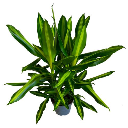 DRACENA CINTHO 70cm na Arena.pl