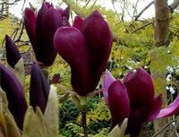 Magnolia NIGRA NAJCIEMNIEJSZE KWIATY Sadzonki Magnolia NIGRA NAJCIEMNIEJSZE KWIATY Sadzonki