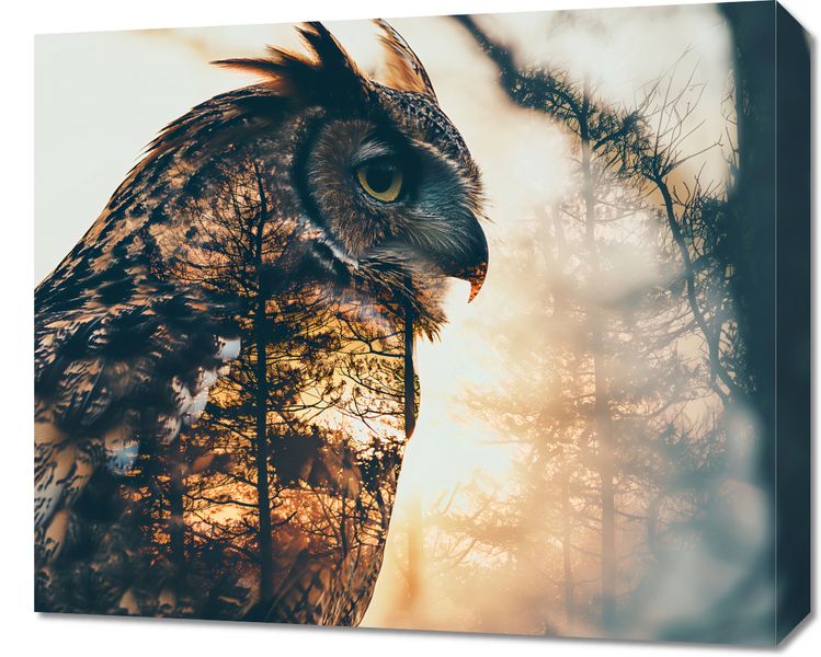 Obraz 60x50cm Sowi Duch zdjęcie 1