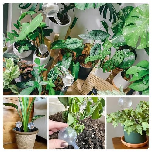 10x KULE NAWADNIAJĄCE DO KWIATÓW ROŚLIN AUTOMATYCZNY DOZOWNIK WODY na Arena.pl