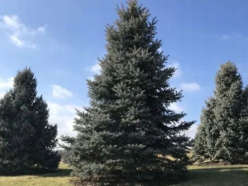 Świerk srebrny kłujący KAIBAB Choinka w doniczce Na żywopłot Szpaler C3 na Arena.pl