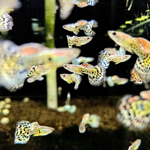 Gupik Mix samce i samice PAKIET 10 szt na Arena.pl