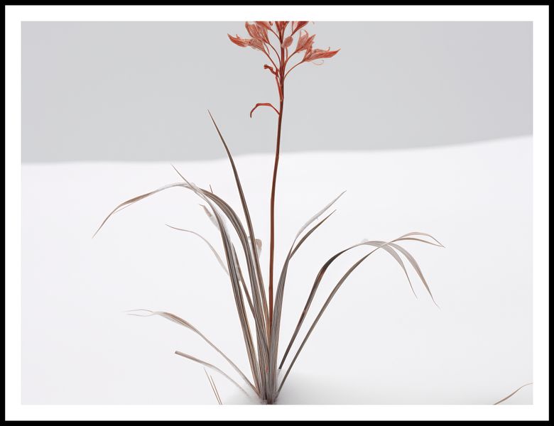 Plakat 100x75cm Subtelność Natury zdjęcie 3