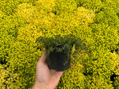 Macierzanka piaskowa (Thymus serpyllum) na Arena.pl