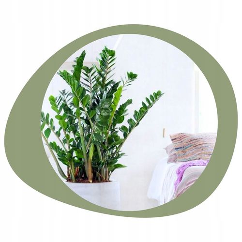 Zamiokulkas Zamiolistny ŻELAZNA ROŚLINA Zamia Ładna Duża Zdrowa na Arena.pl