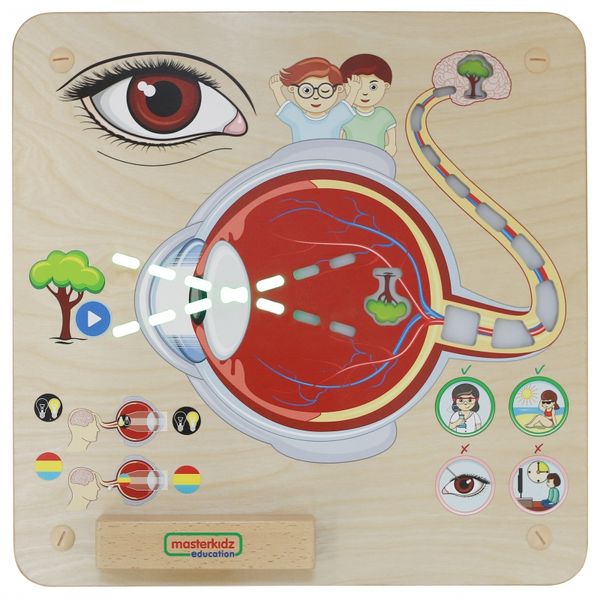 MASTERKIDZ Tablica Edukacyjna Zmysł Wzroku zdjęcie 5