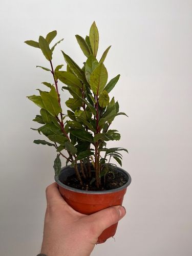 Liść laurowy przyprawa do kuchnii dodatek do zup na Arena.pl