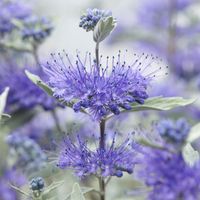 Barbula klandońska STERLING SILVER Wabi motyle Srebrne liście Sadzonki C2