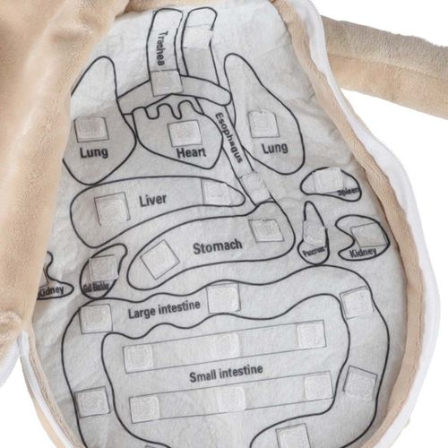 INTERAKTYWNA LALKA EDUKACYJNA DO NAUKI na Arena.pl