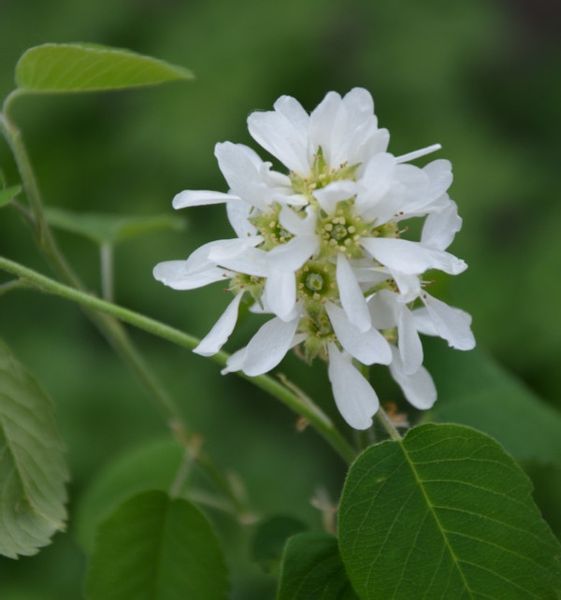 ŚWIDOŚLIWA OLCHOLISTNA Northline - sadzonki w don. zdjęcie 2