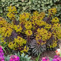 Wilczomlecz MINERS MERLOT Bordowy Zimozielony Cytrynowożółte kwiaty 1L