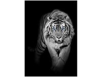 OBRAZ DRUK TIGER IN THE DARK