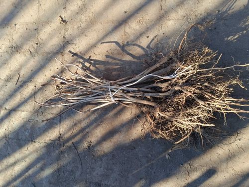 KASZTANOWIEC ZWYCZAJNY - sadzonki 30 / 50 cm na Arena.pl