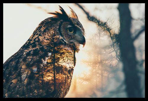 Plakat 45x30cm Sowi Duch na Arena.pl