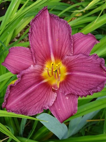 Liliowiec 'Summer Wine' Jasnoróżowy (Hemerocallis) Doniczka 2.0L na Arena.pl