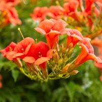 Milin pomarańczowy amerykański 'Ursynów' (Campsis radicans) Doniczka 2.0L