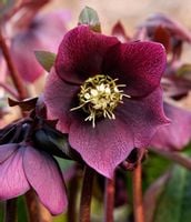 CIEMIERNIK WSCHODNI PRETTY ELLEN PURPLE - sadzonki w doniczkach