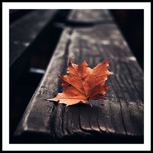 Plakat 60x60cm Pojedynczy Liść na Arena.pl