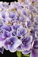 Hortensja ogrodowa Magical SERENADE DWUKOLOROWA