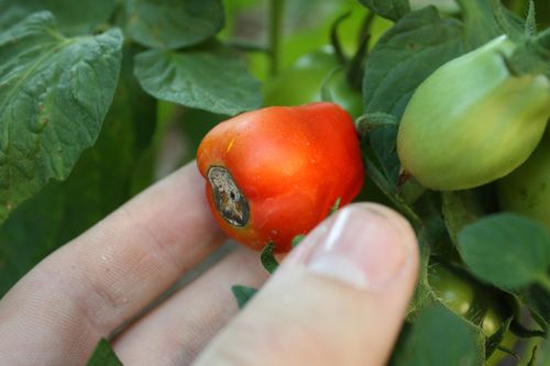 sum38 help plant wapń (ca) 20ml na Arena.pl